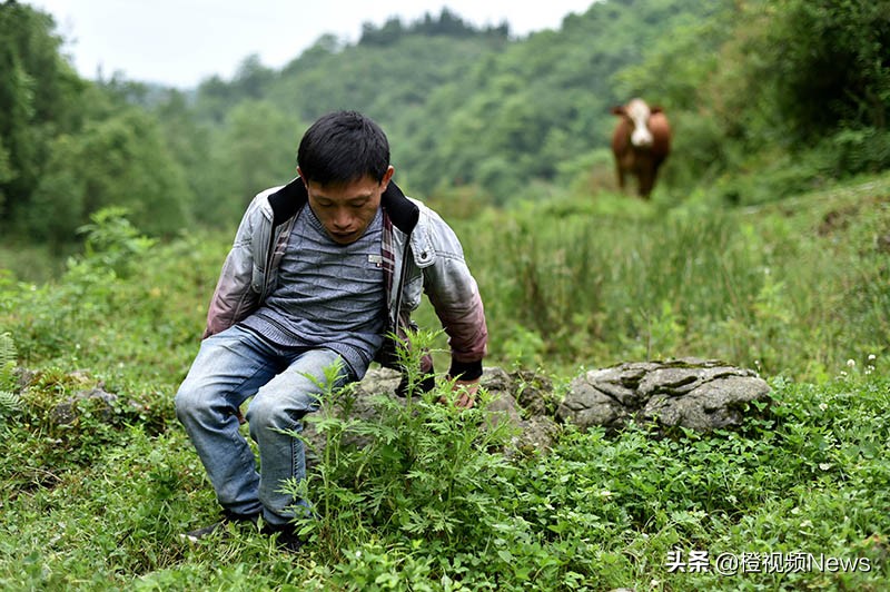 贵州养牛户王华银,贵州矮哥王华银的全部视频