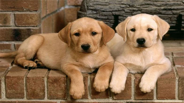 血统拉拉和普通拉拉什么区别,怎么判断小拉拉是纯种的