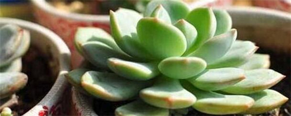 如何养殖多肉的技巧,如何养殖多肉植物和盆栽