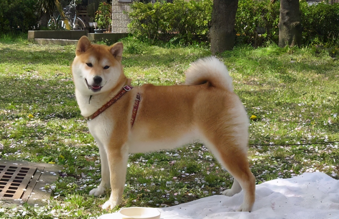 推荐几种狗不贵又好上手养就对了,容易养价格低缺点少的狗有哪些