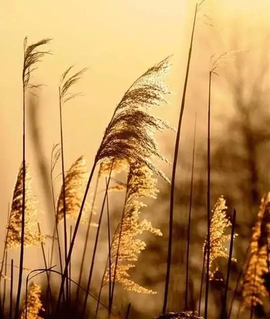 常德法师心经,心经寺庙僧众