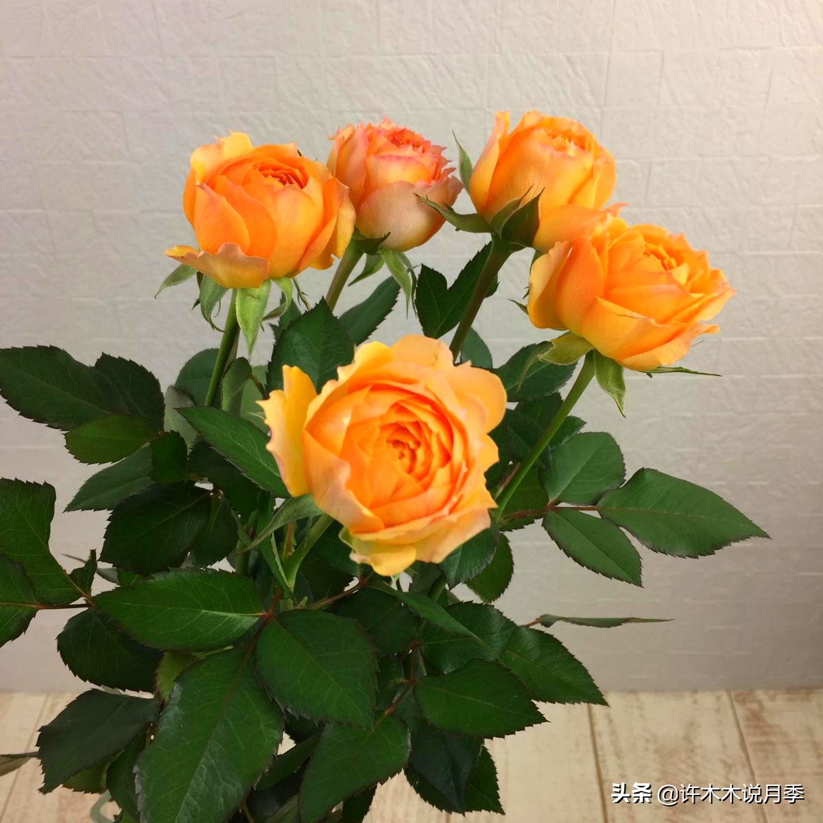 新手月季种植手册,牢记这6点,不死苗、开花多。新手收藏备用