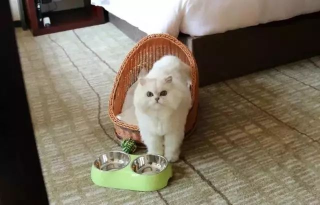 全国首家七星宠物度假酒店,最豪华的宠物酒店