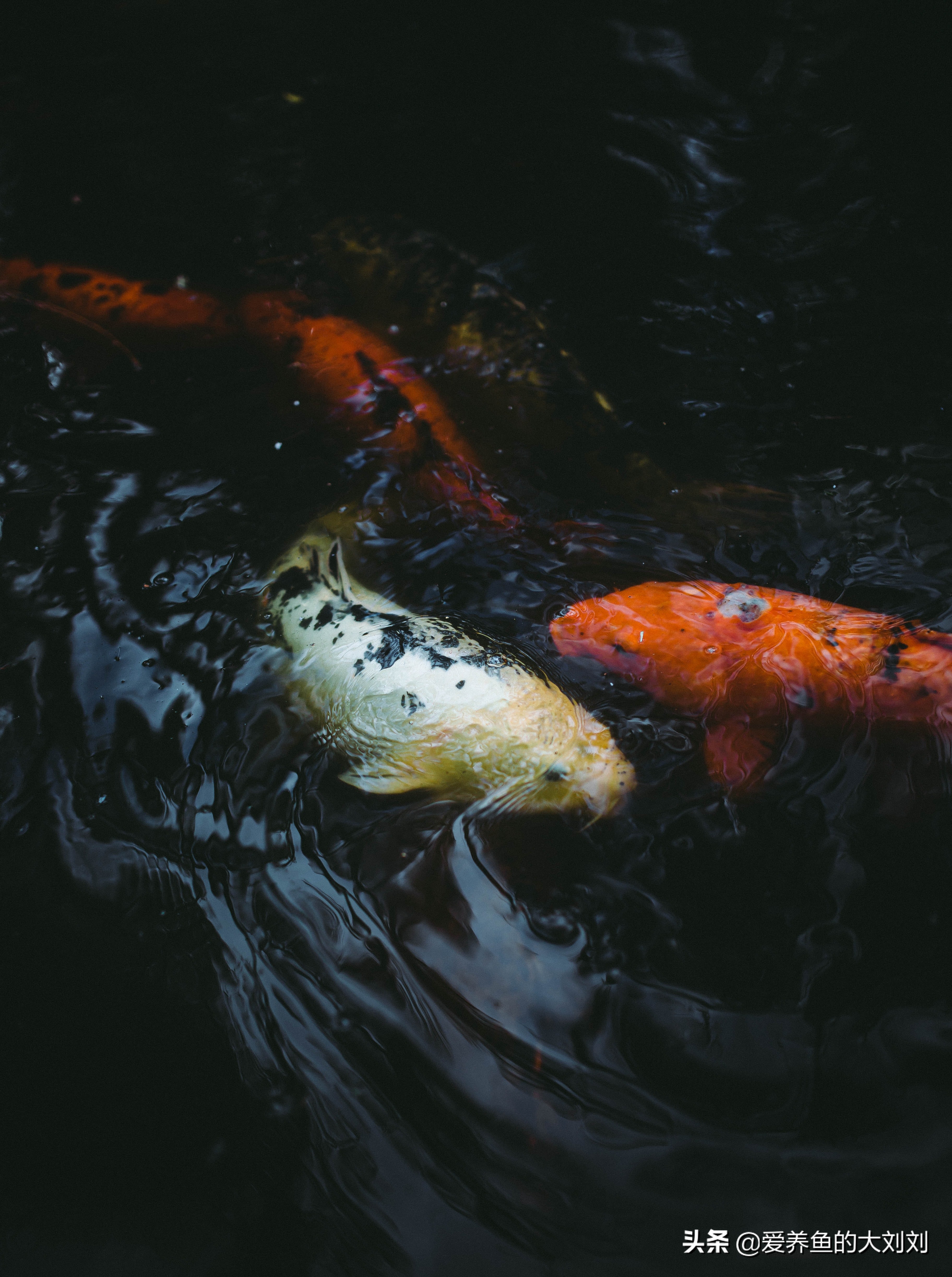 观赏鱼喂多了怎么办,观赏鱼要不要喂鱼食