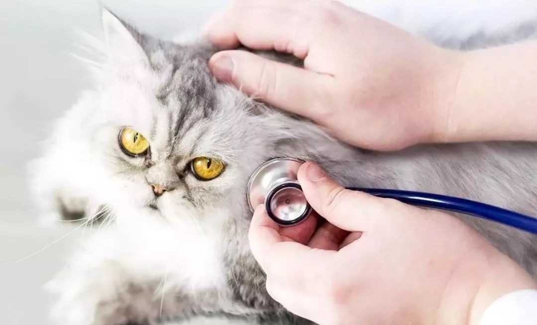 带你了解猫和老鼠,带你了解猫