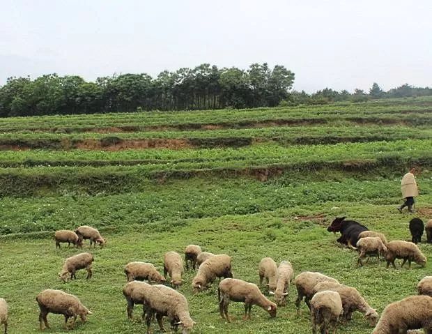 朝日绿源农场现状,朝日绿源引进日本先进农业技术