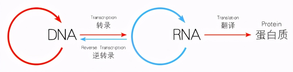 有僵尸基因复活的先例吗,能让人类复活的僵尸基因