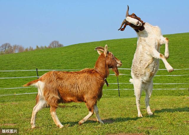 山羊常见寄生虫病，诊断与治疗方法，提高治疗效果