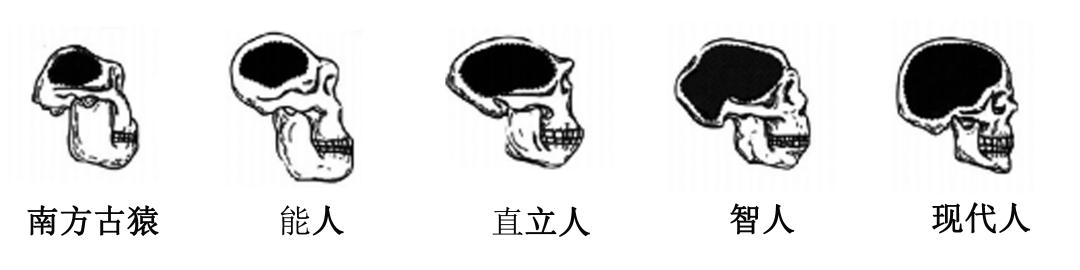 为什么人类一年四季都是发情期,人类发情期有规律吗