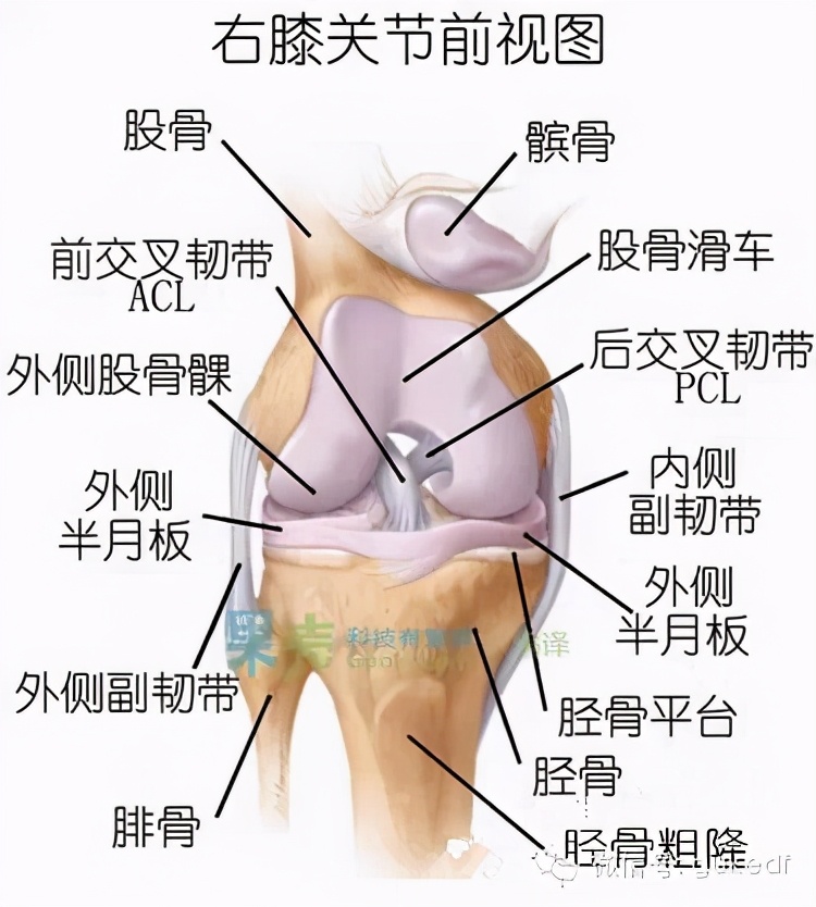 膝关节有时感觉很脆弱怎么回事,为什么膝关节容易受伤