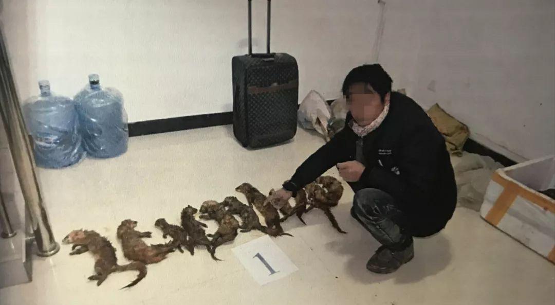 捕杀黄鼠狼被判几年,抓捕15只黄鼠狼是否犯罪