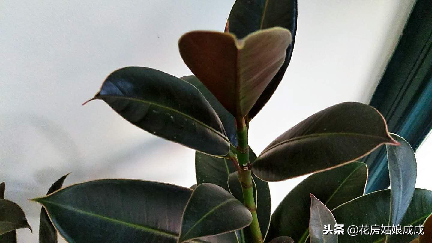 橡皮树不长花苞是什么原因,我的橡皮树不长新叶子怎么解决