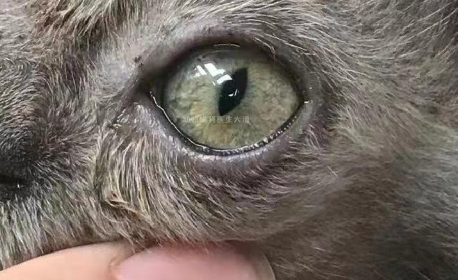 猫鼻支、猫感冒、流泪、打喷嚏、眼睛红肿，猫疱疹病毒的治疗