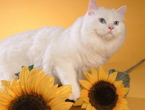 猫咪中暑四大症状预防中暑小妙招,夏天热怎么防止猫咪中暑