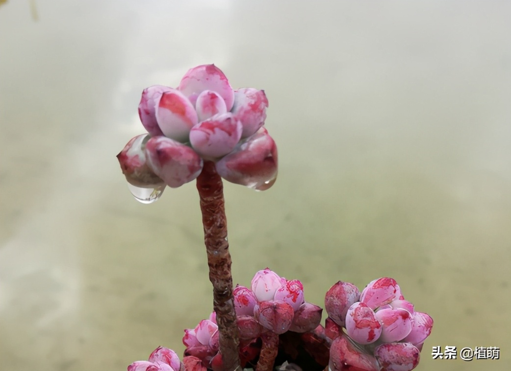 “徒神”多肉汤姆漫画，也有逆袭的一天