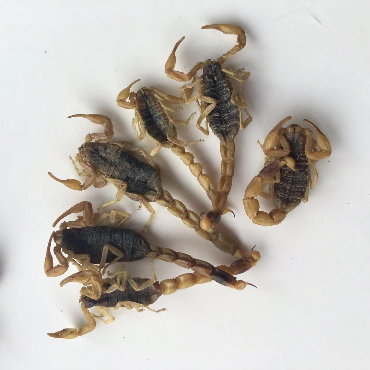 颈椎引起头痛的中药治疗药方,治疗血管神经性顽固头痛中药