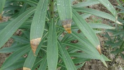 百合主要病虫害有哪些,百合病虫害管理