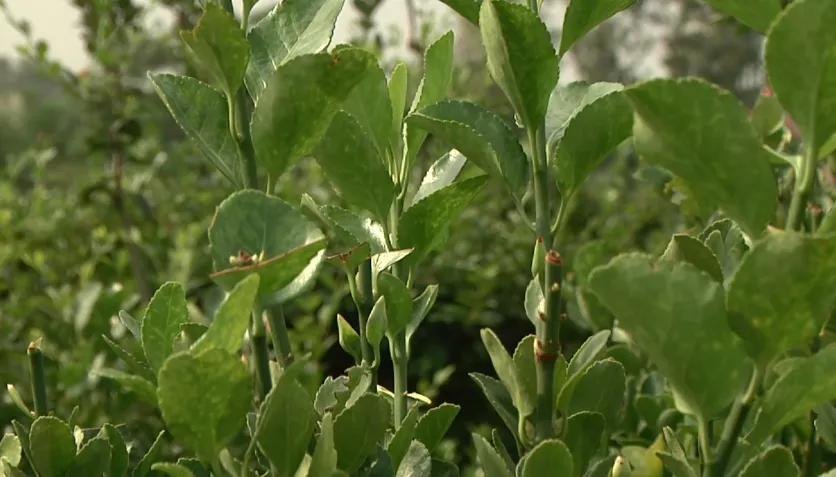 偃师区!美了!富了