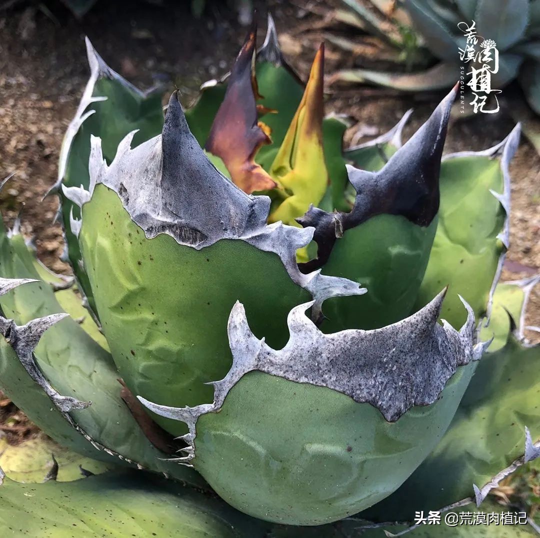 极品龙舌兰,精品龙舌兰欣赏