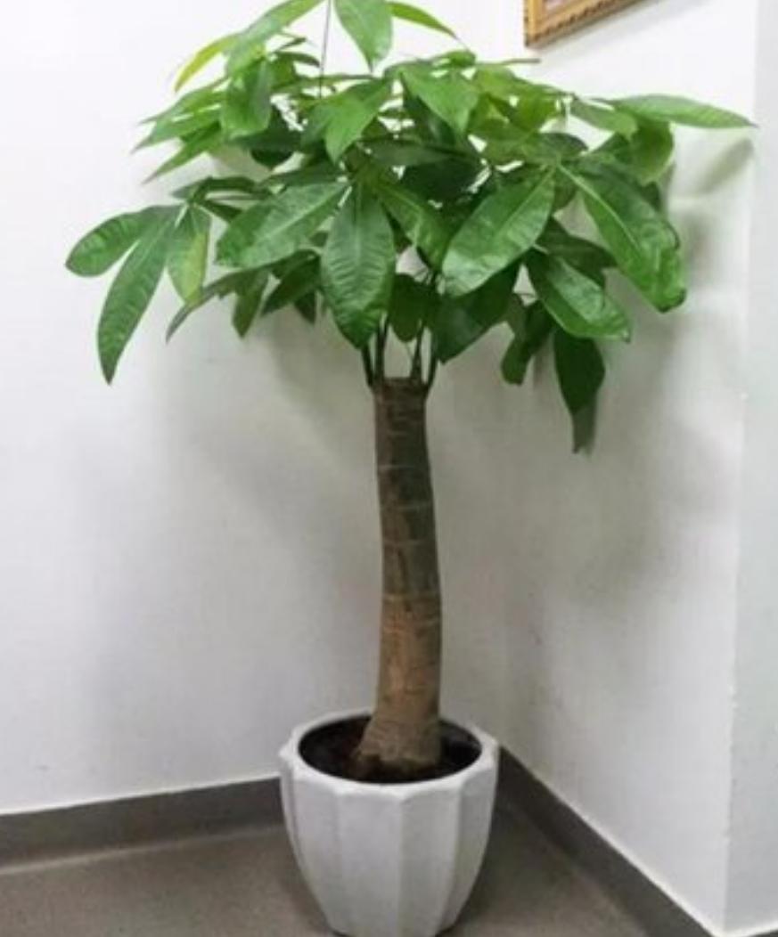 发财树黄叶怎么办五种方法,发财树黄叶落叶怎么挽救