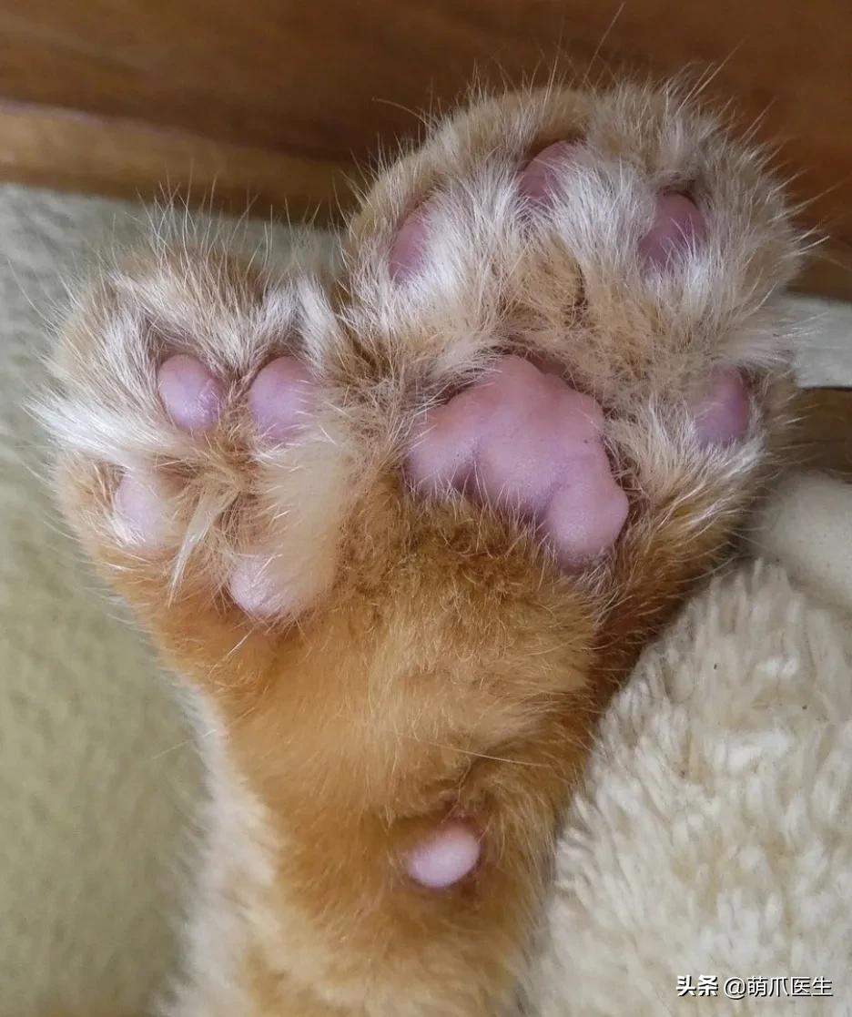 给猫剪指甲指甲劈开了有没有事了,给猫猫剪指甲失误