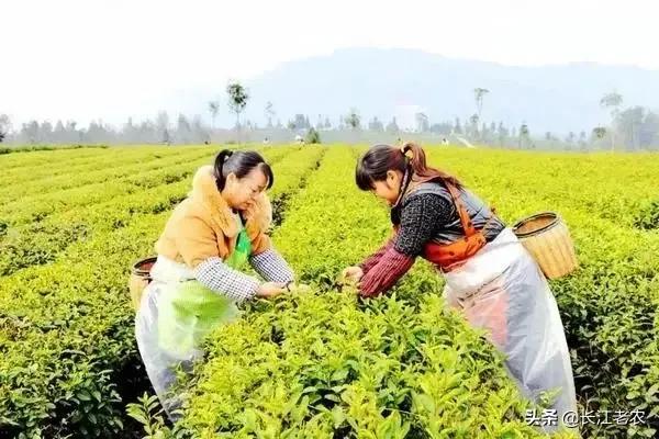 我爱故乡的毛尖茶,我爱家乡的龙井茶