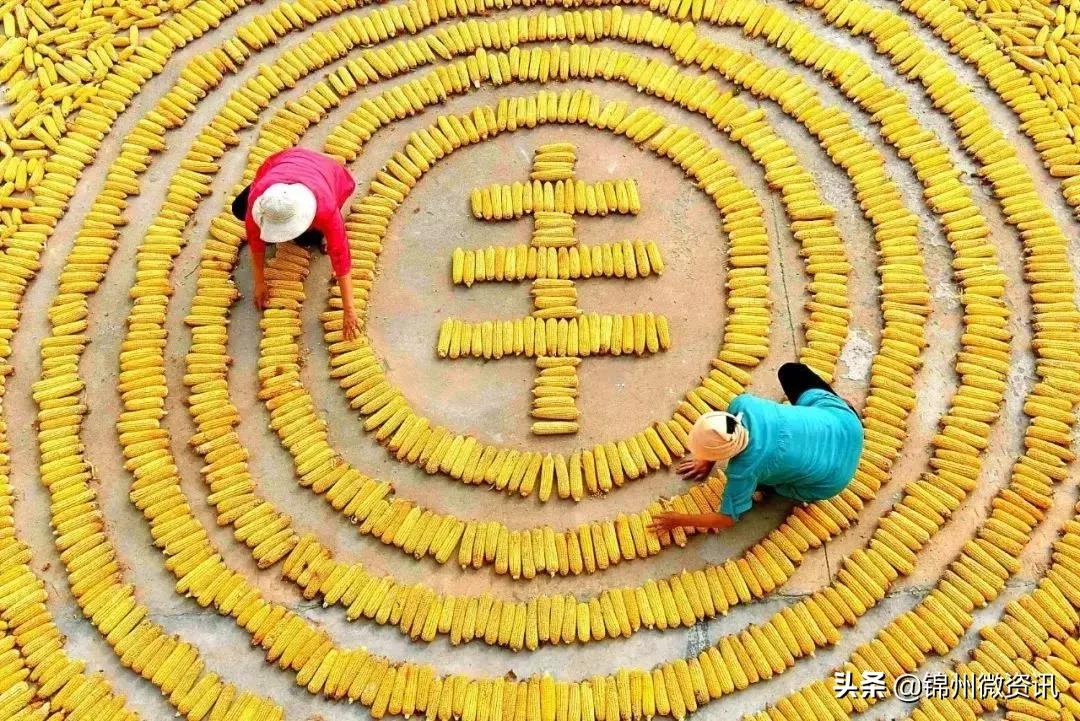 辽宁国家级示范区规划,辽宁凌海农业发展