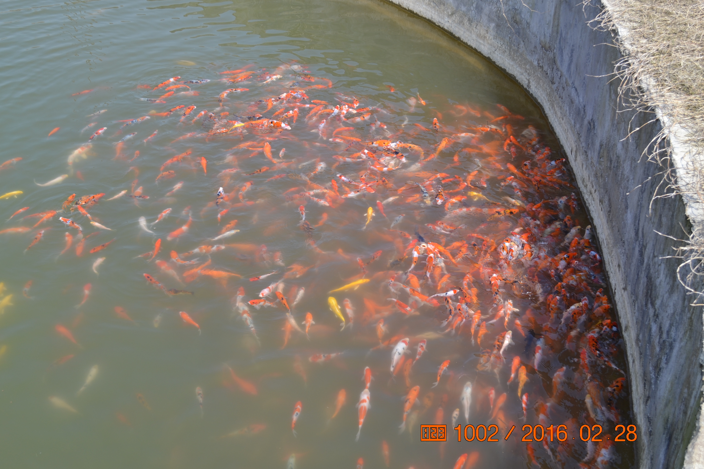 锦鲤苗成长,日本锦鲤水花苗成长