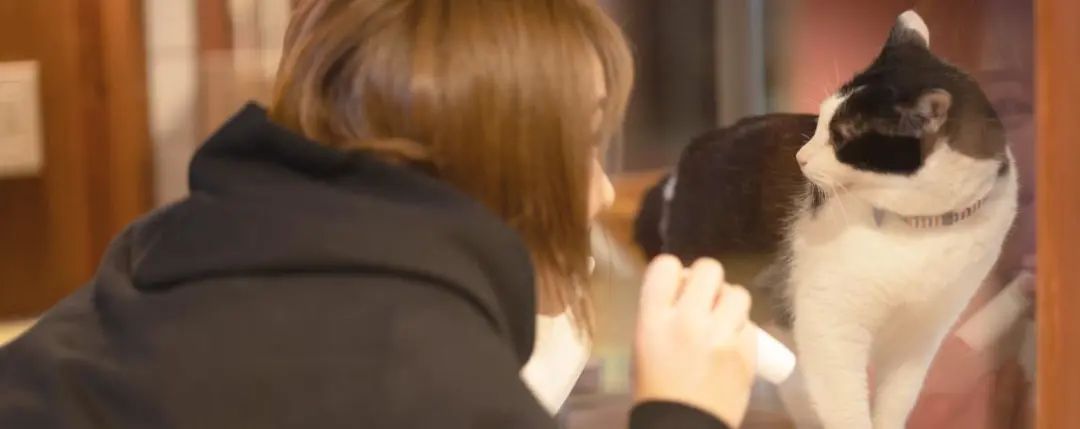 猫咖是不是会收留真猫咪打工,猫咪去猫咖打工是真的吗