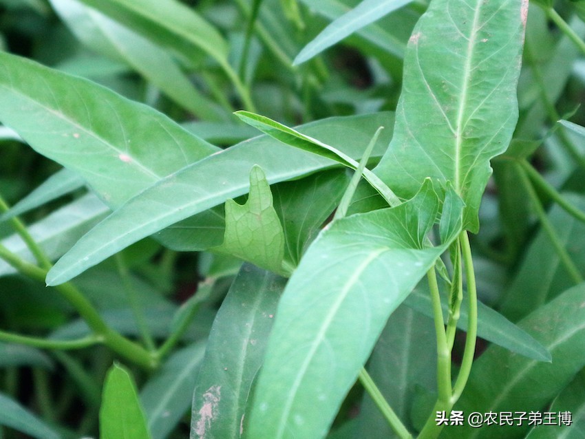 空心菜灰霉病如何防治,蔬菜灰霉病防治