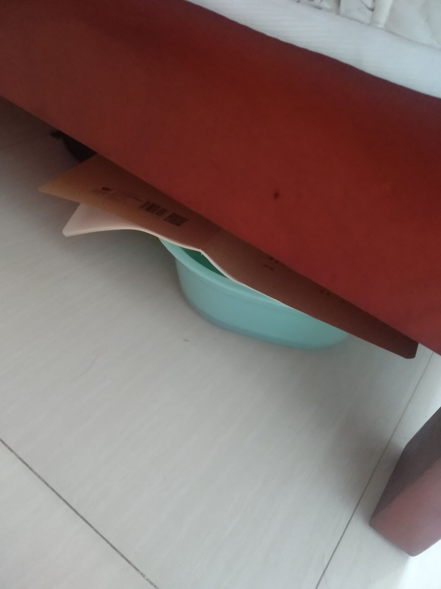 草龟刚到家应激腐皮怎么办,花龟到家静养腐皮