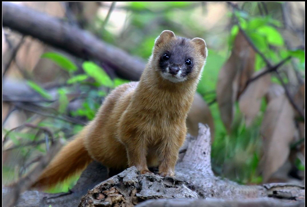 除了蝙蝠，这9大“野味”也不可食用，必须要了解的知识