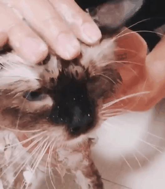 5000元左右的布偶猫怎么样,5000元买布偶猫