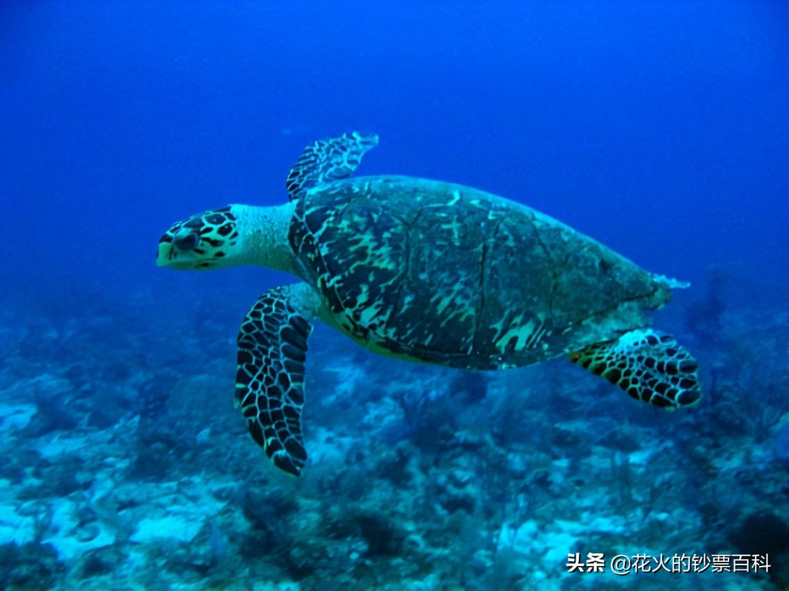 马来西亚最值钱的钞票,马来西亚老钞票1块