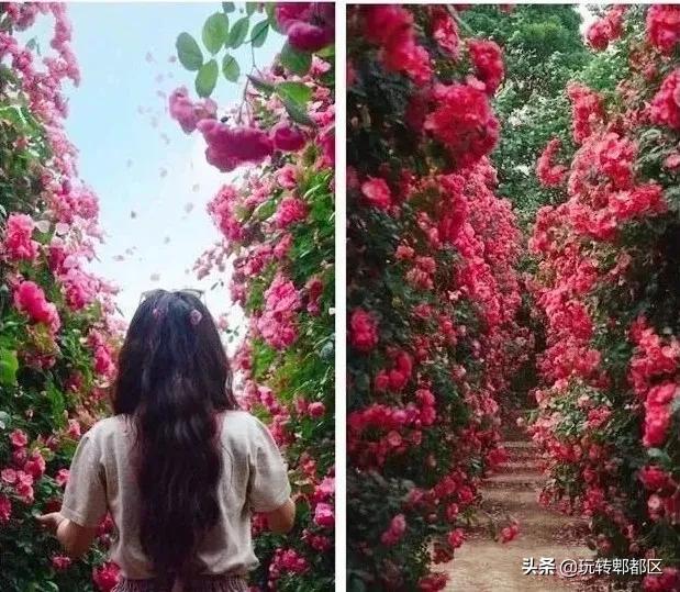 郫都区最美的花海,成都郫都花乡玫瑰开放了吗