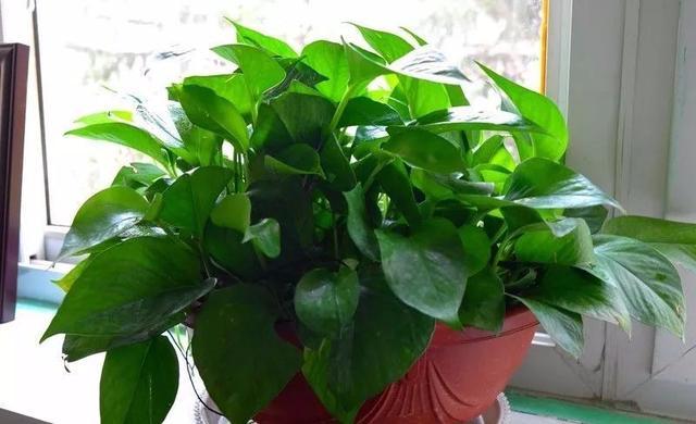 绿萝长高了爬满电视墙好吗,绿萝长得快用什么