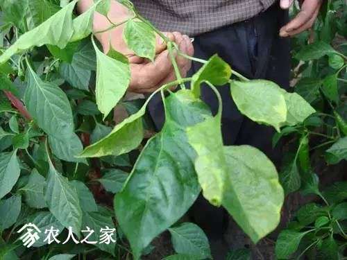 每日一课100个常识,真菌感染必备知识