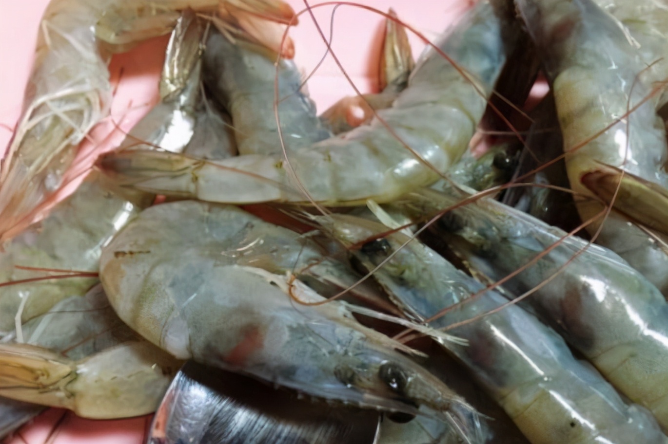 冰鲜虾和活虾的区别,买冰鲜虾应该怎么挑选