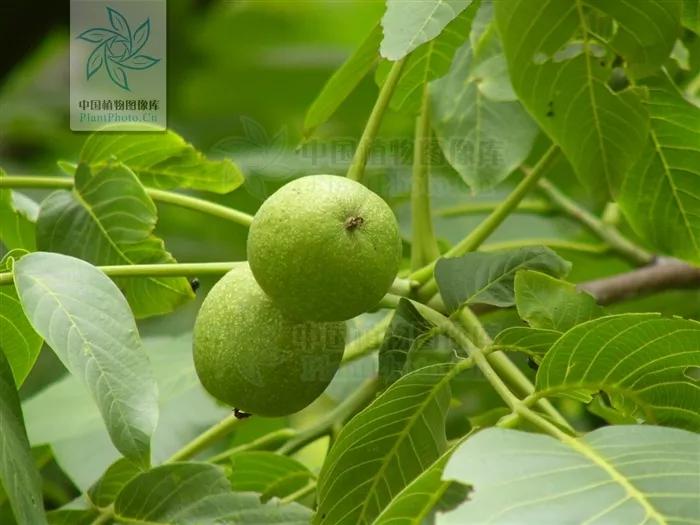 你买的年货干果，来自哪些植物？一文读懂