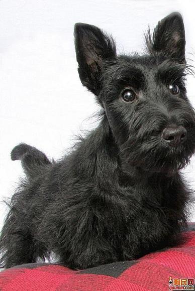 鐙楃嫍澶у叏鍙埍,鍙埍鐨勫皬鐙楃嫍閫佺粰鐖辩嫍浜哄＋