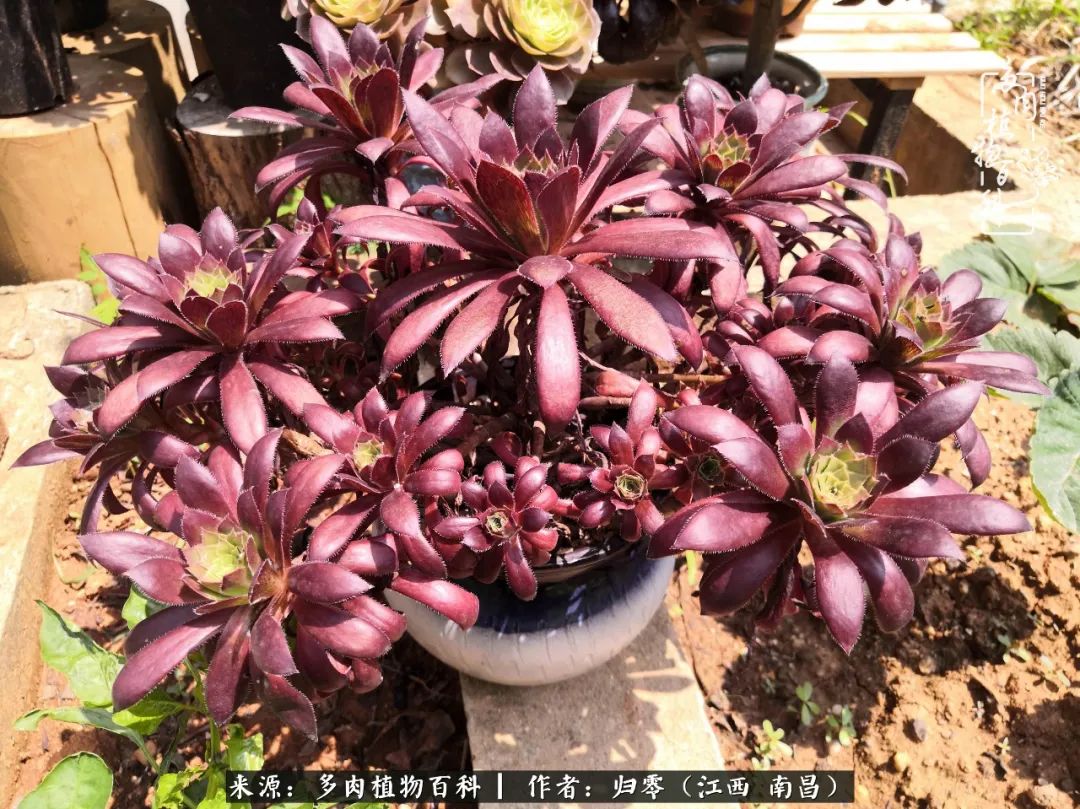 人生转个弯，在小院遇见落入凡间的多肉小精灵