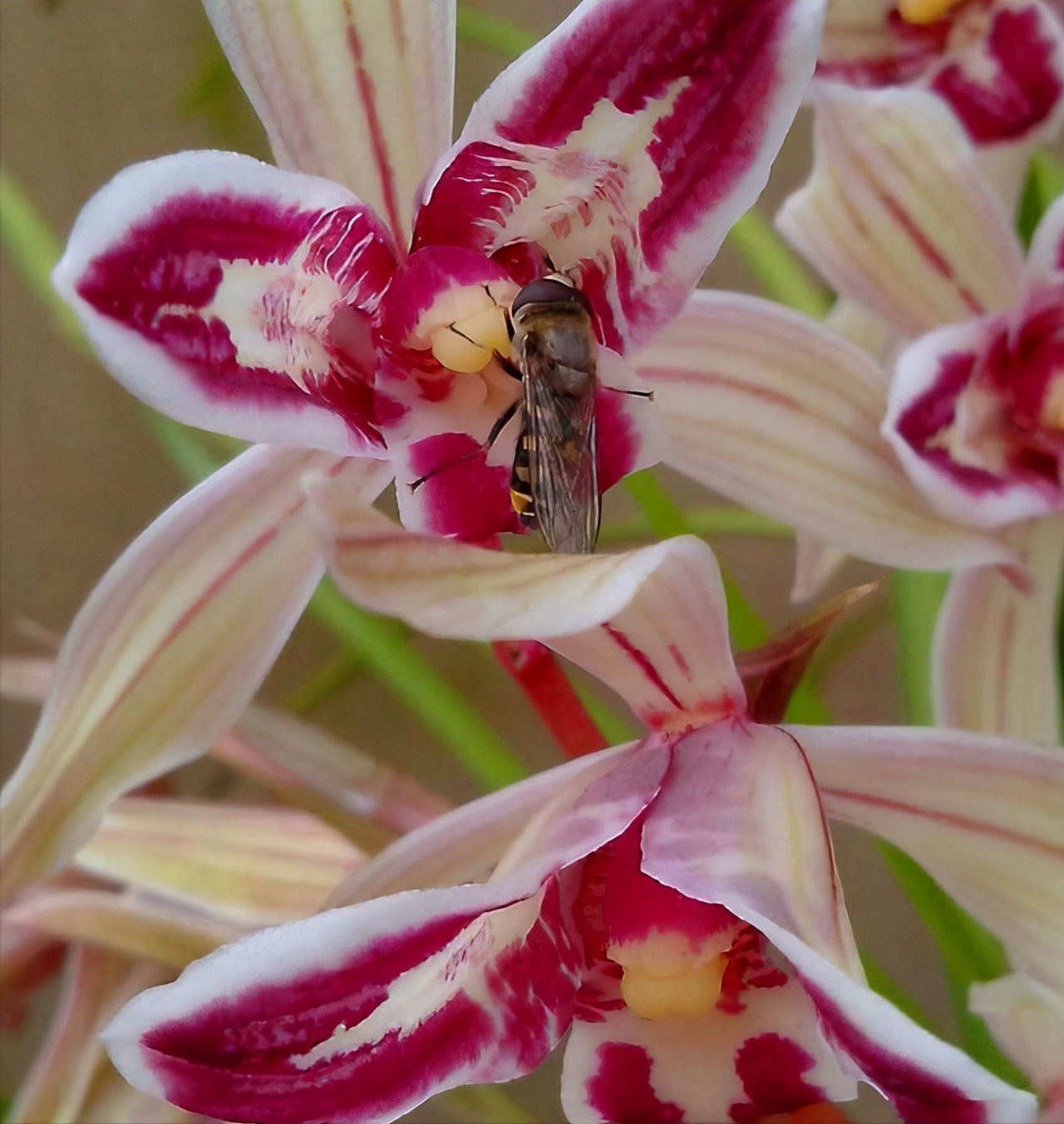 当下比较值钱的兰花有哪几个品种,有价值的兰花品种排名前十