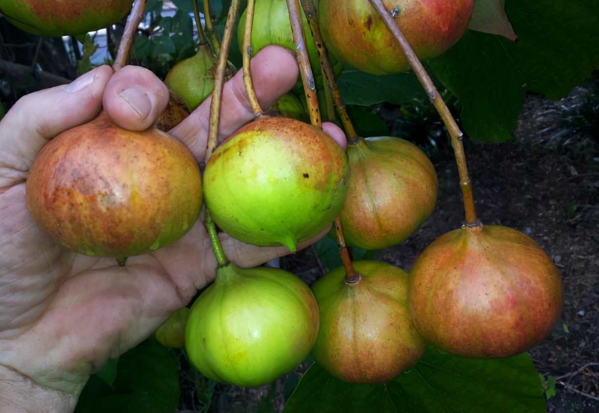 桐子树果实可以吃吗,桐树叶粑粑的做法