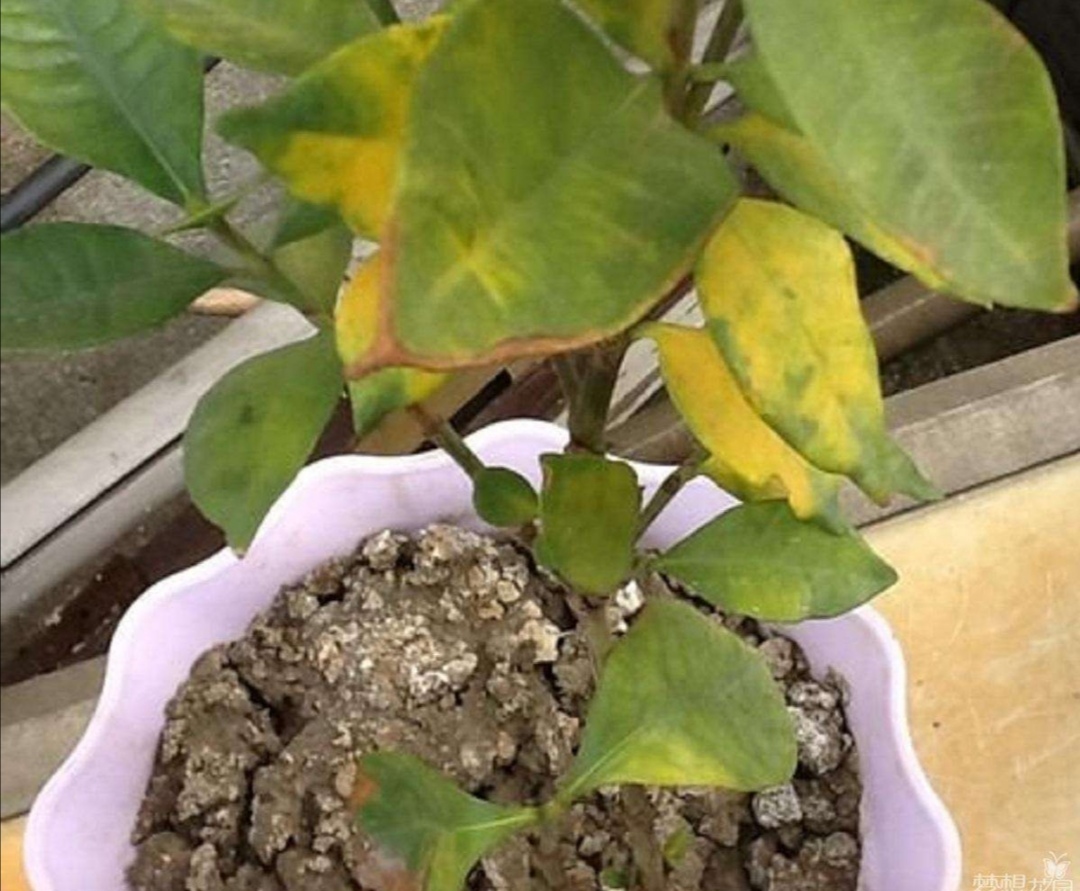 十种最骗人的花,5种坑人的花你知道有哪些