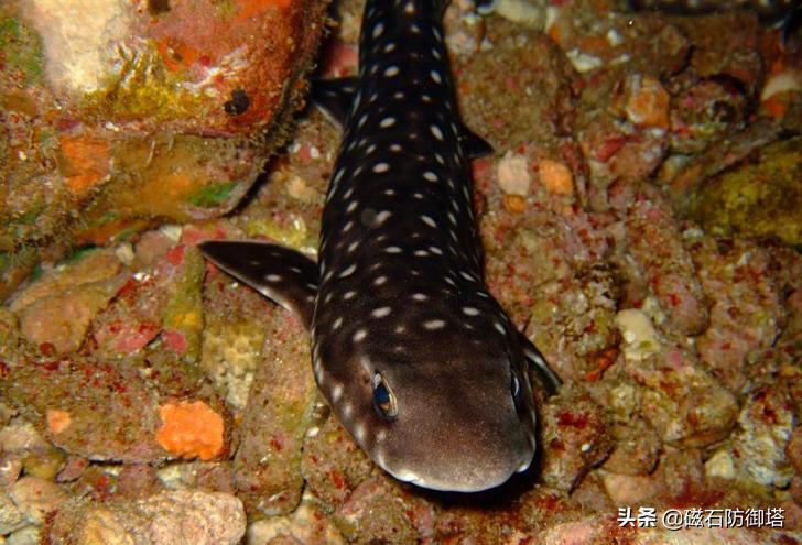 长得像鲶鱼的人戴眼镜,长得像鲶鱼的鱼很小身上有刺