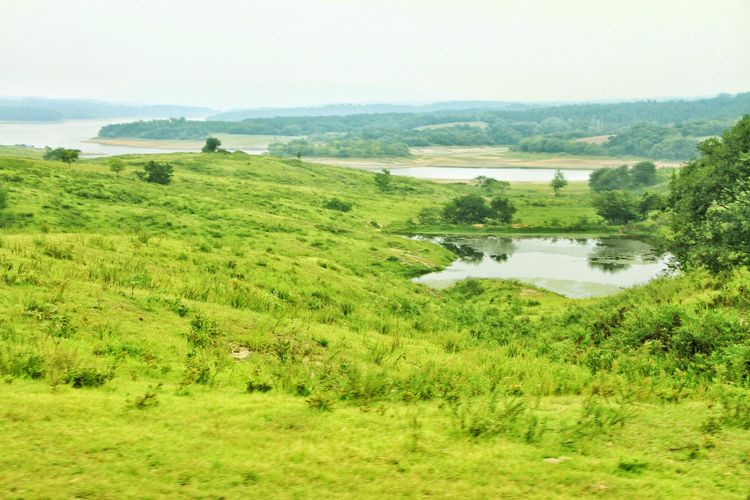 瀹夊窘鐨勫懠浼﹁礉灏斿ぇ鑽夊師,鍛间鸡璐濆皵澶ц崏鍘熻繙涓嶈繙