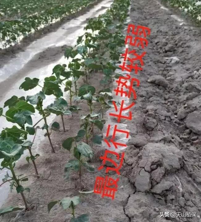 温度上升，棉花长势较快，该如何化控和管理？