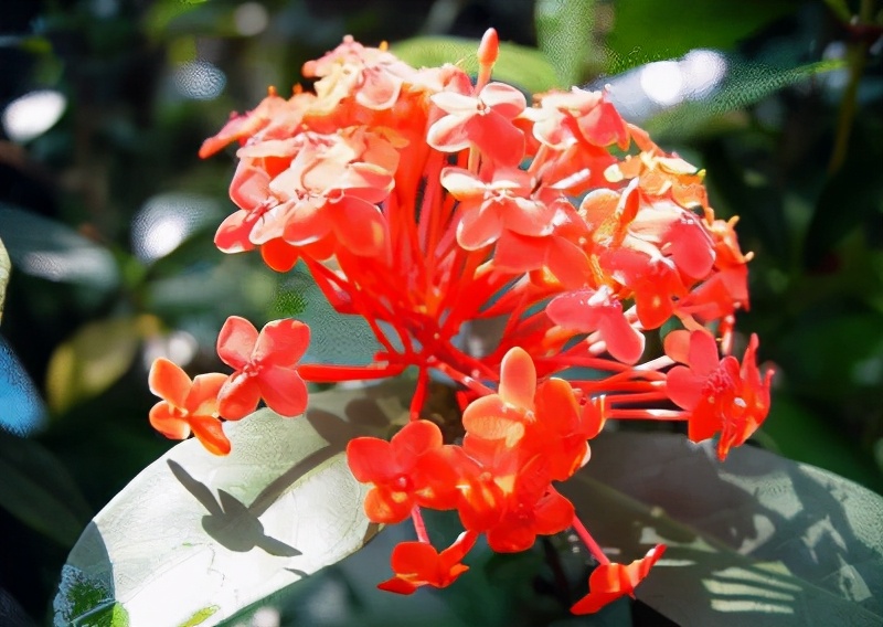 世界各国的国花和国树是什么,世界各国国花大开眼界美到爆