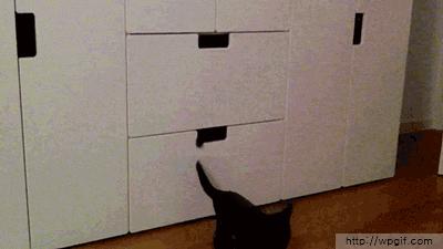 只需一个容器,你就能收获一滩“液体猫”