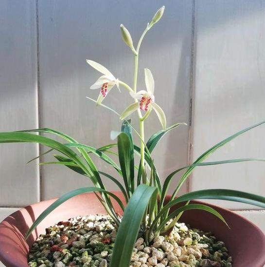 喜欢烧烤但是要省钱怎么办,喜欢养花的技巧和方法